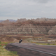 Illustration for article titled Theres A Bandit In The Badlands